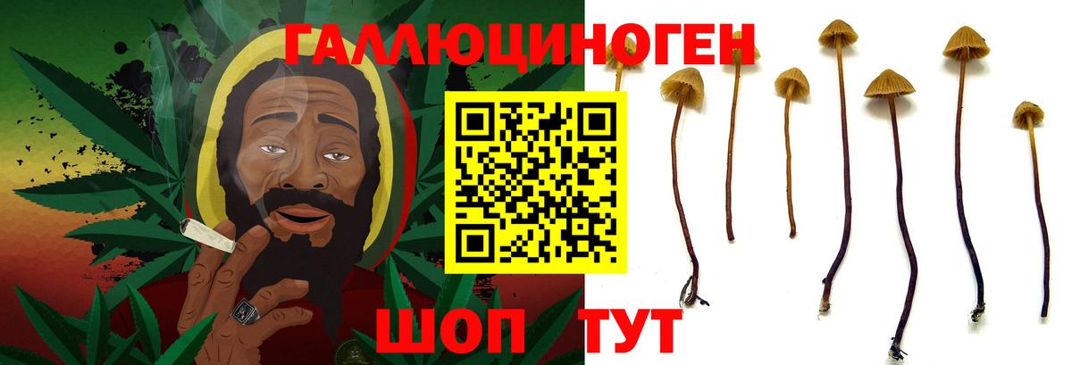 Галлюциногенные грибы Psilocybe Тольятти